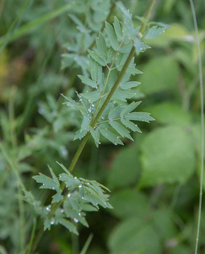 Изображение особи Thalictrum simplex.