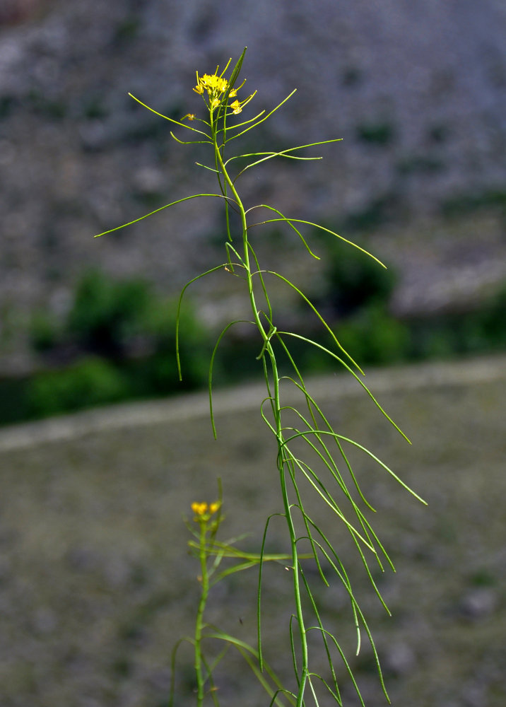 Image of Sisymbrium heteromallum specimen.