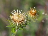 Carlina fennica