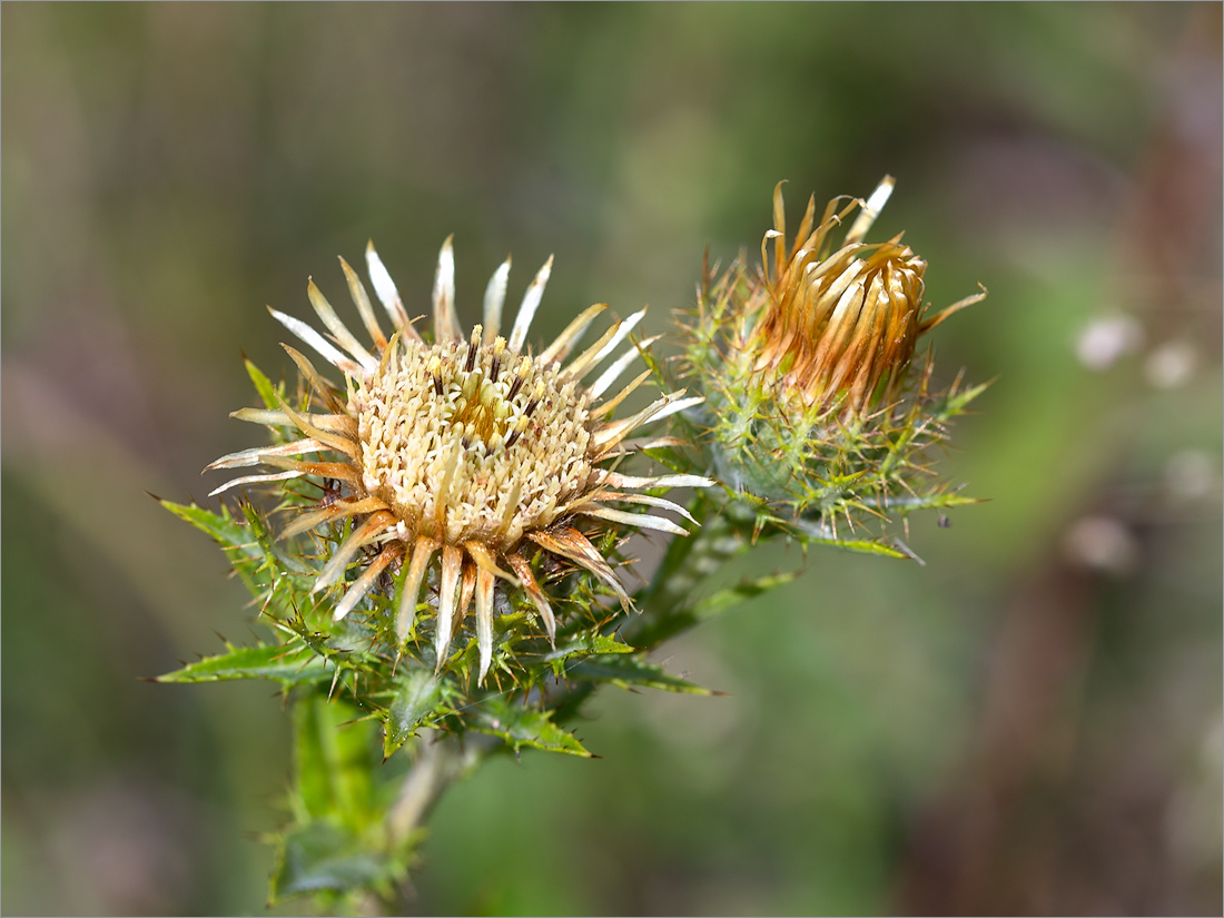 Изображение особи Carlina fennica.