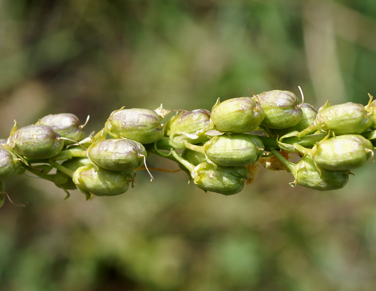 Image of Linaria vulgaris specimen.