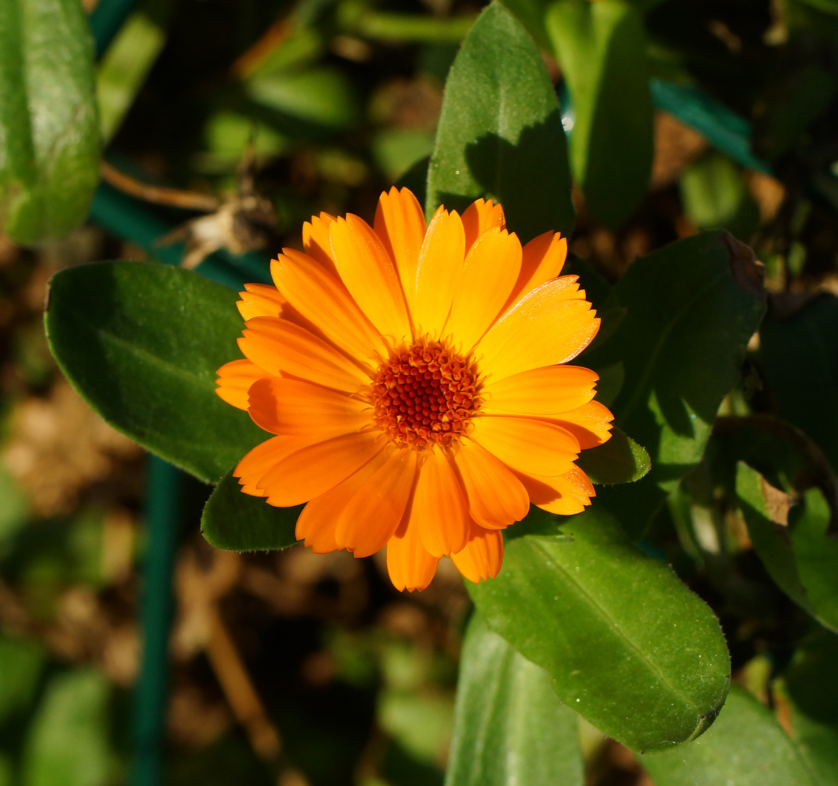 Image of Calendula officinalis specimen.