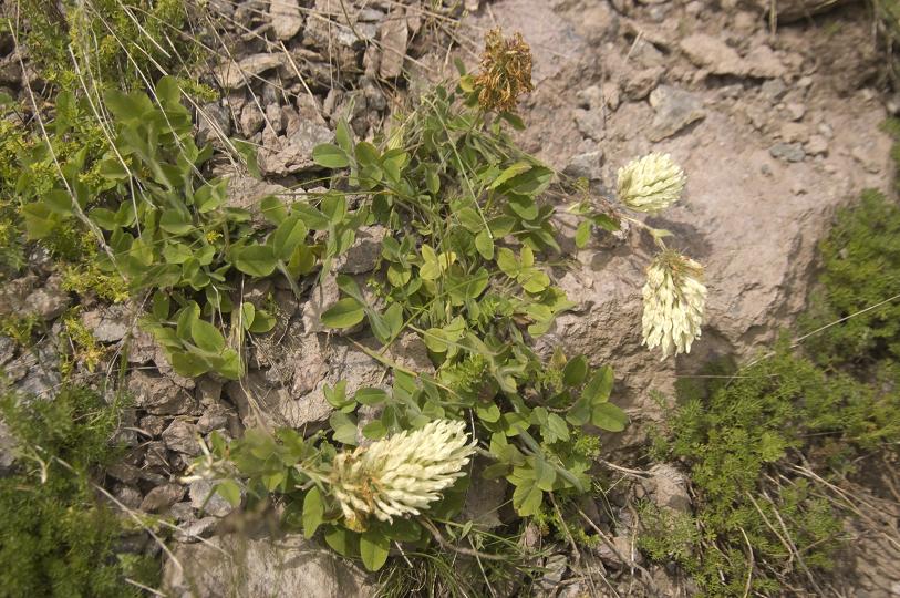 Изображение особи Trifolium canescens.