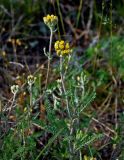 Achillea leptophylla