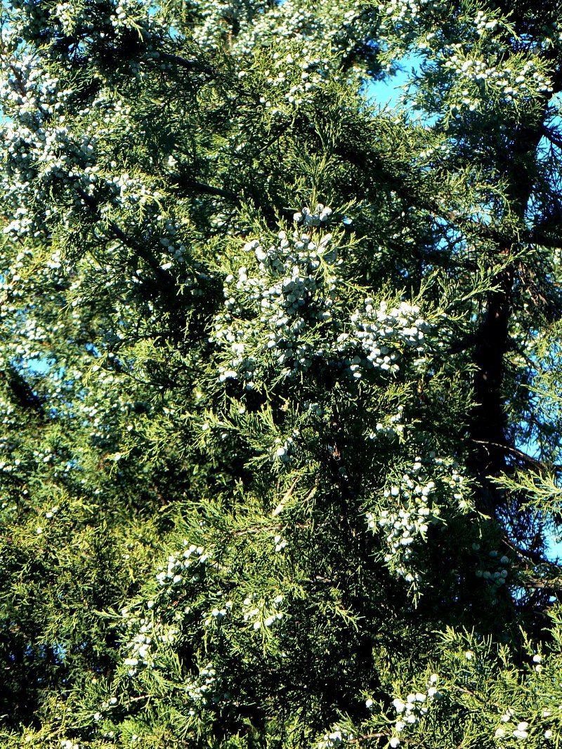 Image of Juniperus chinensis specimen.