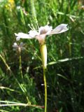 Silene acutidentata. Цветок в профиль. Казахстан, Туркестанская (Южно-Казахстанская) обл., Сырдарья-Туркестанский государственный региональный природный парк, Боралдайский филиал, окр. горы Улькен-Тура, ≈ 1000 м н.у.м., саванноидное сообщество. 25.05.2016.