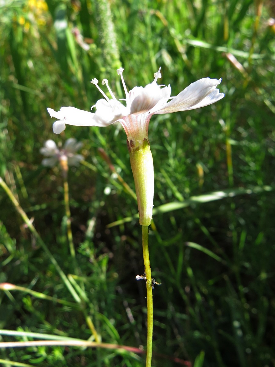 Image of Silene acutidentata specimen.