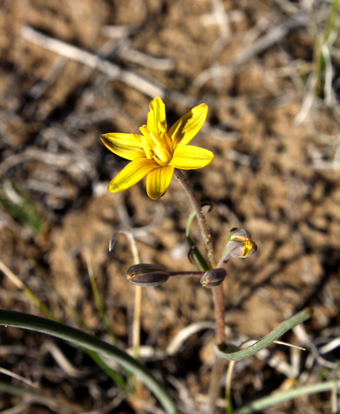 Image of Gagea afghanica specimen.