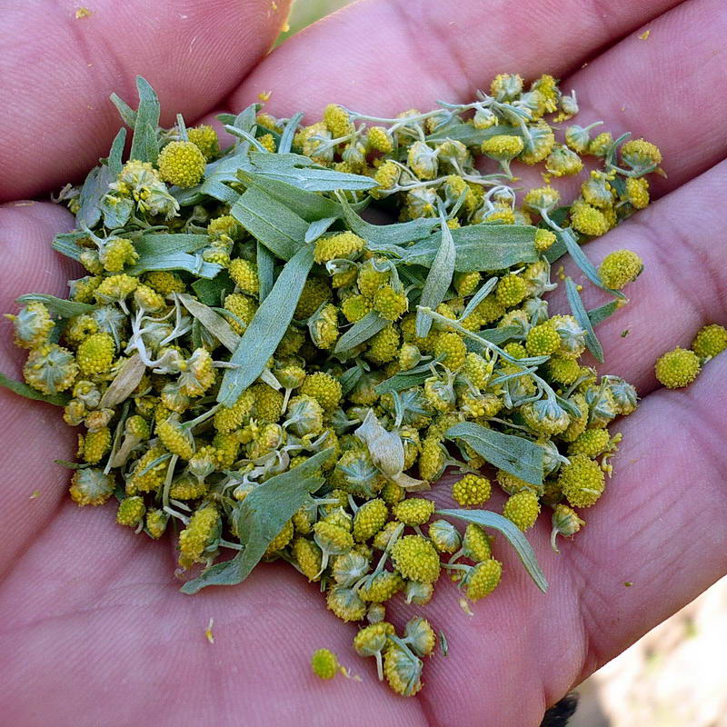 Image of Artemisia absinthium specimen.