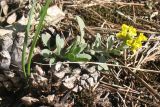 Alyssum gmelinii