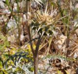 Cynara cornigera