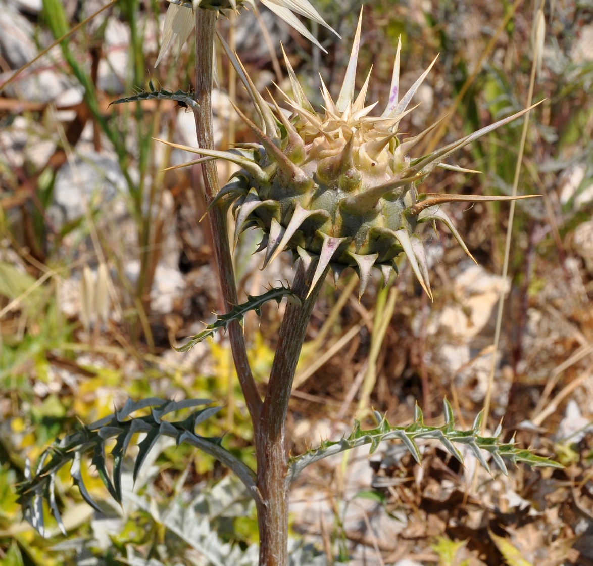 Image of Cynara cornigera specimen.