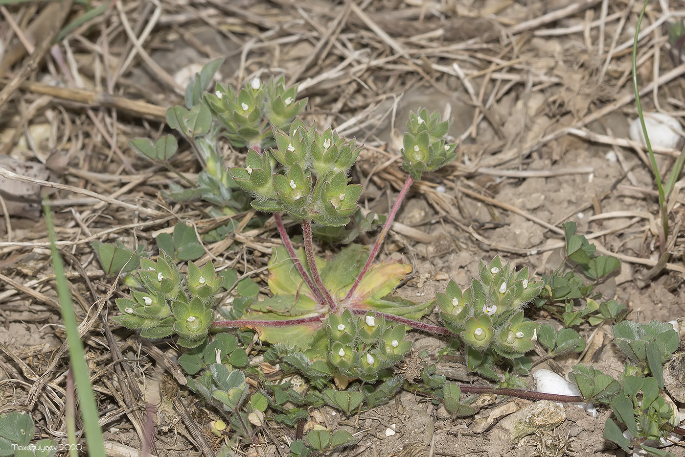 Image of Androsace maxima specimen.