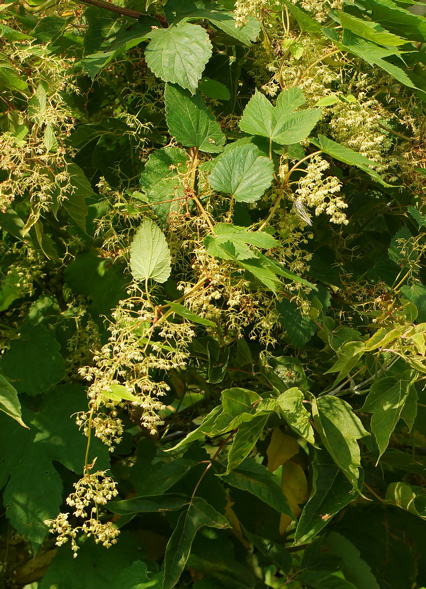 Изображение особи Humulus lupulus.