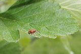 Sorbus intermedia. Часть листа с жуком-долгоносиком из рода Curculio. Беларусь, г. Минск, парк Грековой, декоративное озеленение. 23.05.2020.