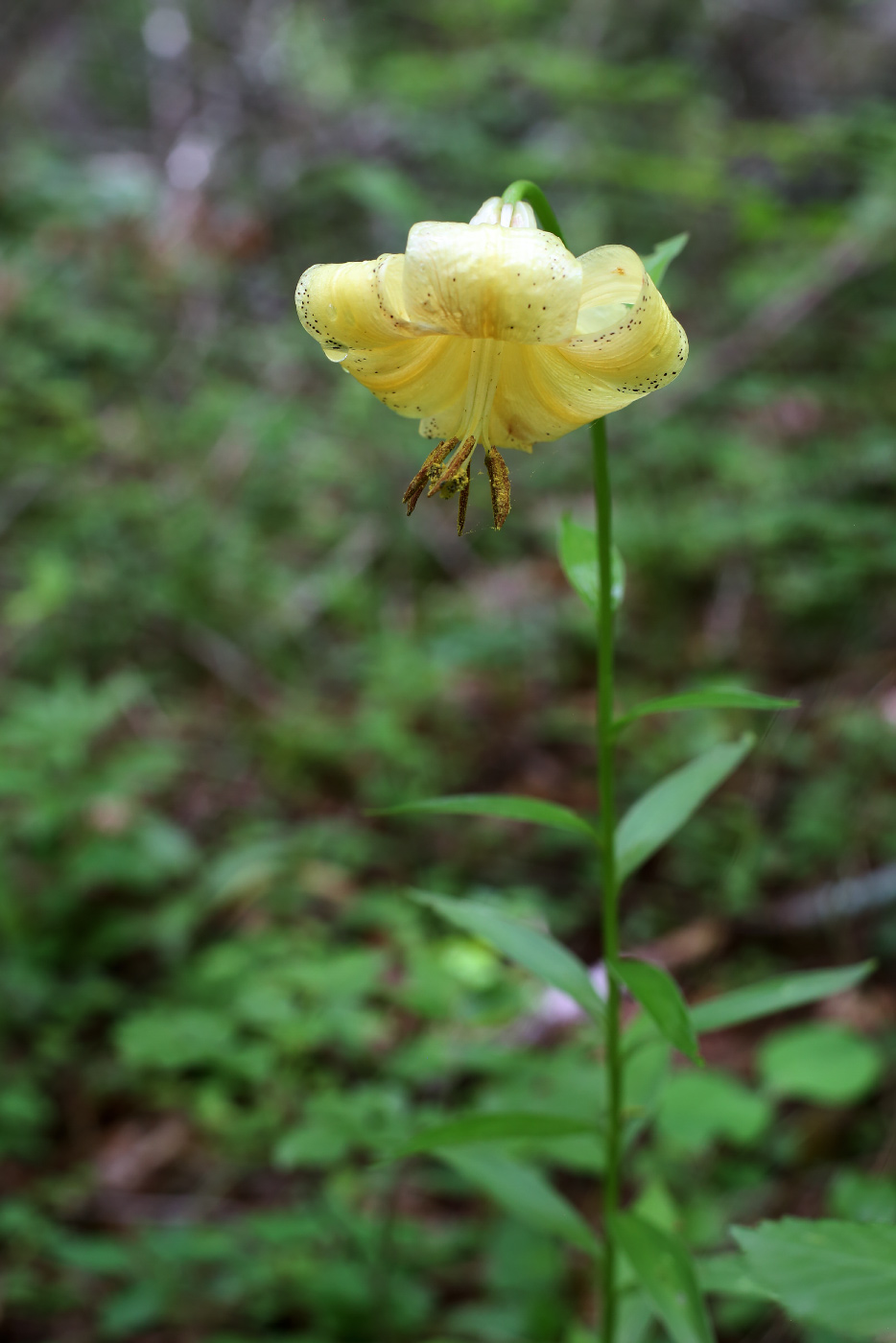 Image of Lilium monadelphum specimen.