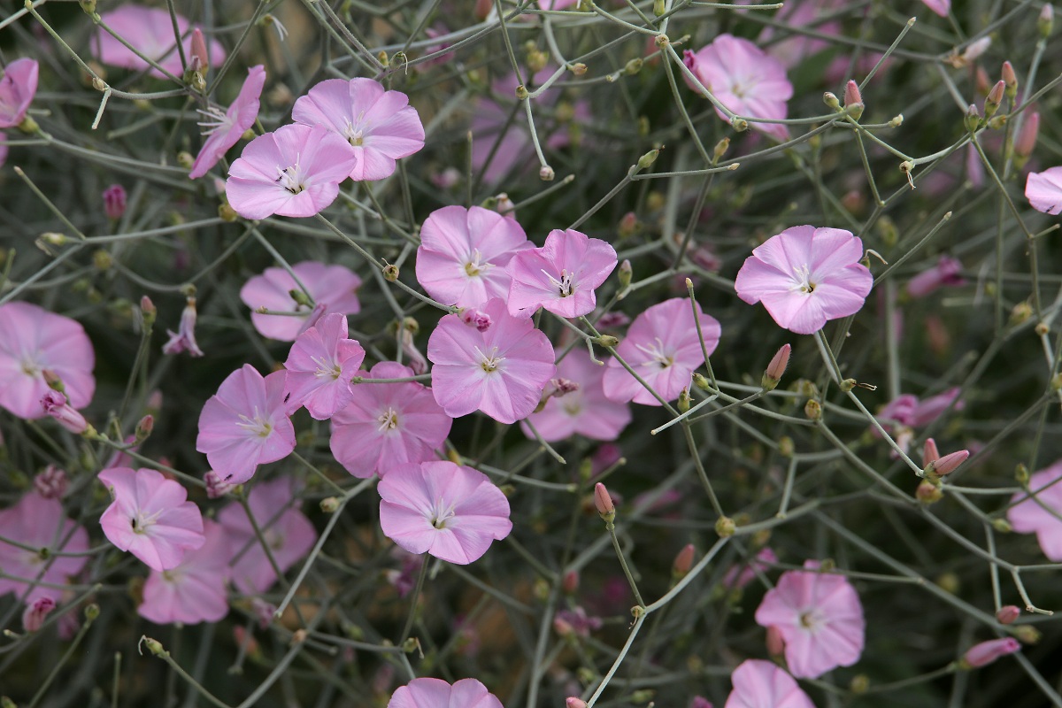 Изображение особи Convolvulus pseudocantabrica.