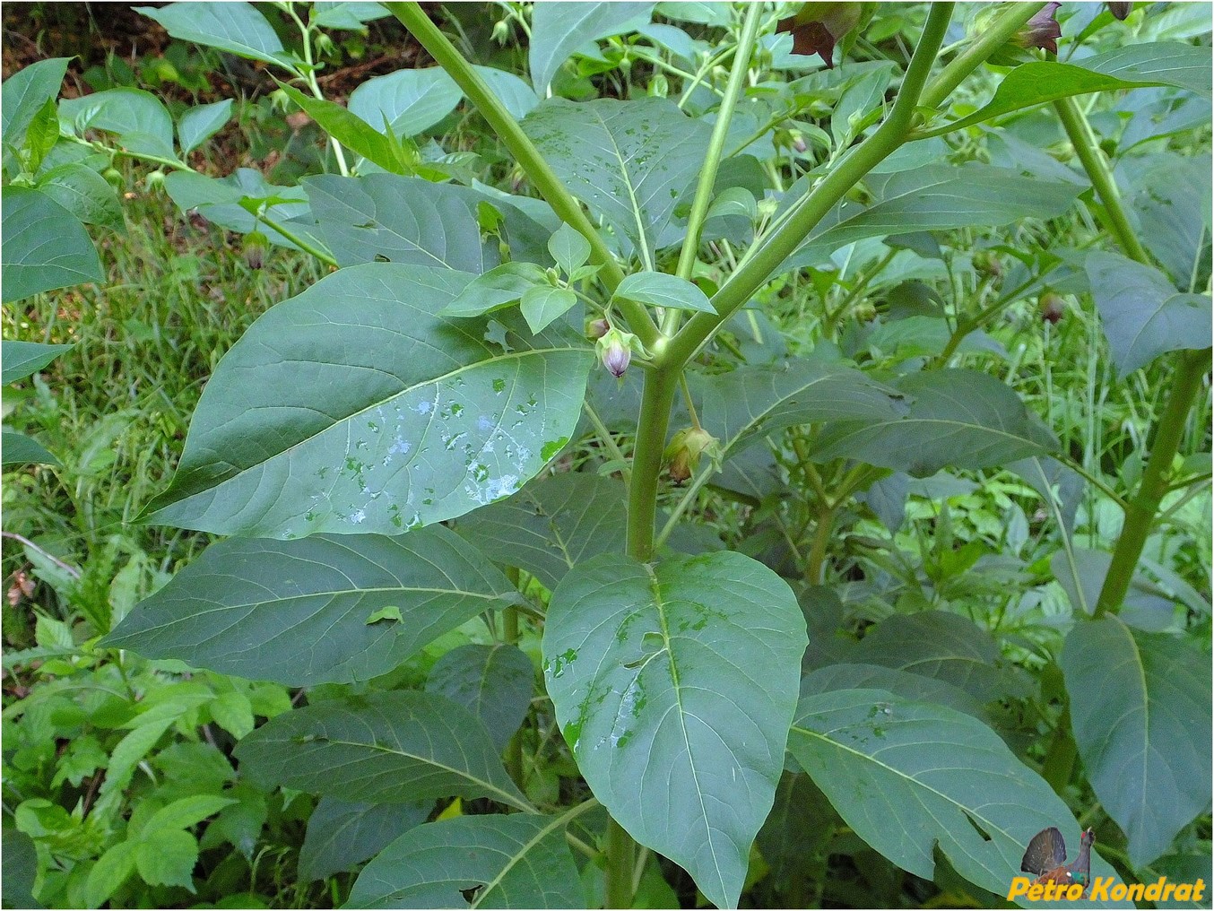 Image of Atropa bella-donna specimen.