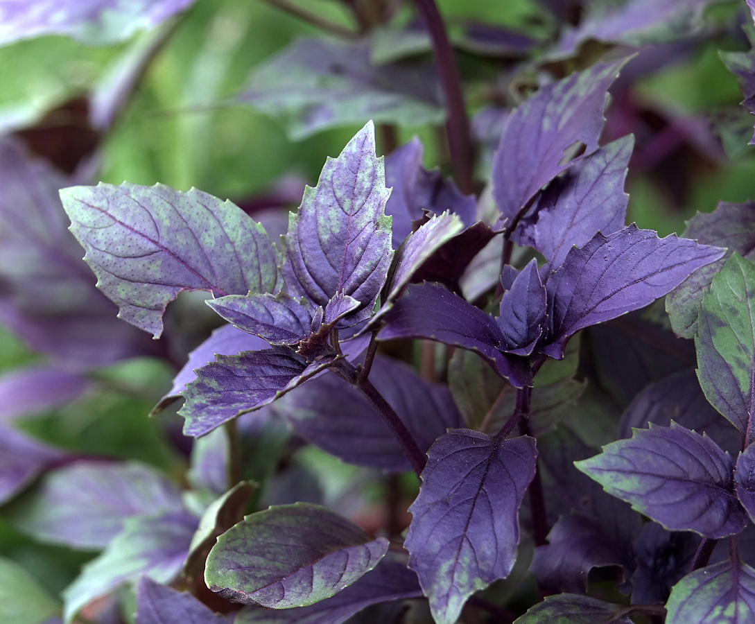 Image of Ocimum basilicum specimen.