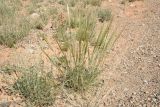 genus Stipa. Растение с соцветиями. Таджикистан, Согдийская обл., Исфаринский р-н, г. Шураб, глинисто-щебнистый адыр. 30 апреля 2019 г.