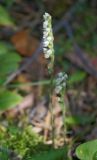 Goodyera repens