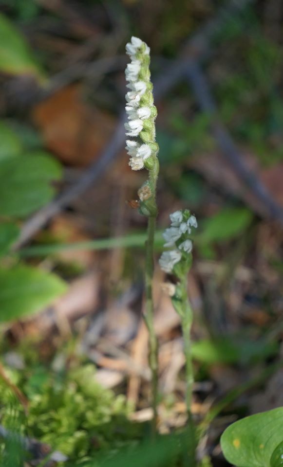 Image of Goodyera repens specimen.