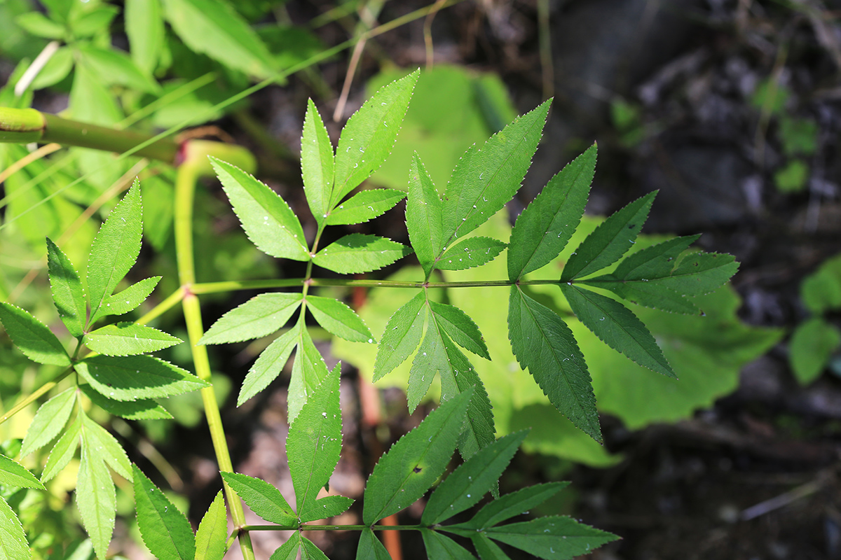 Image of Angelica anomala specimen.