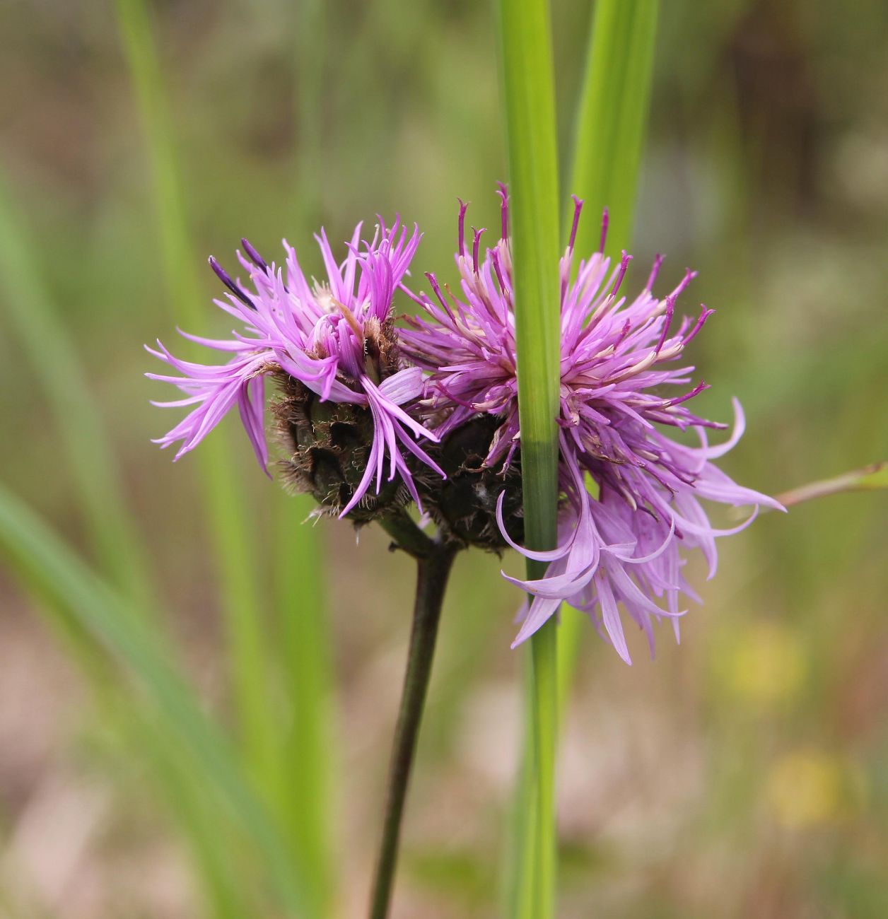 Image of Centaurea scabiosa specimen.