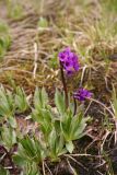 Primula deorum