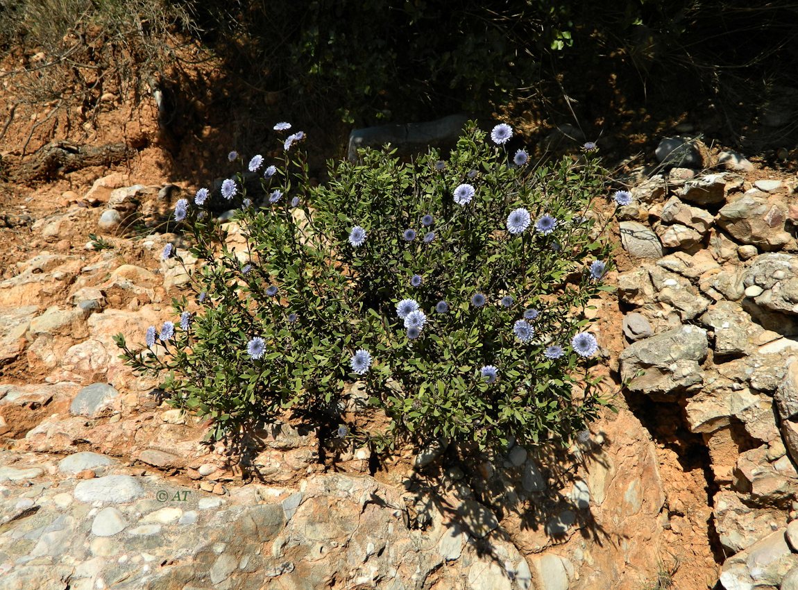 Image of Globularia alypum specimen.