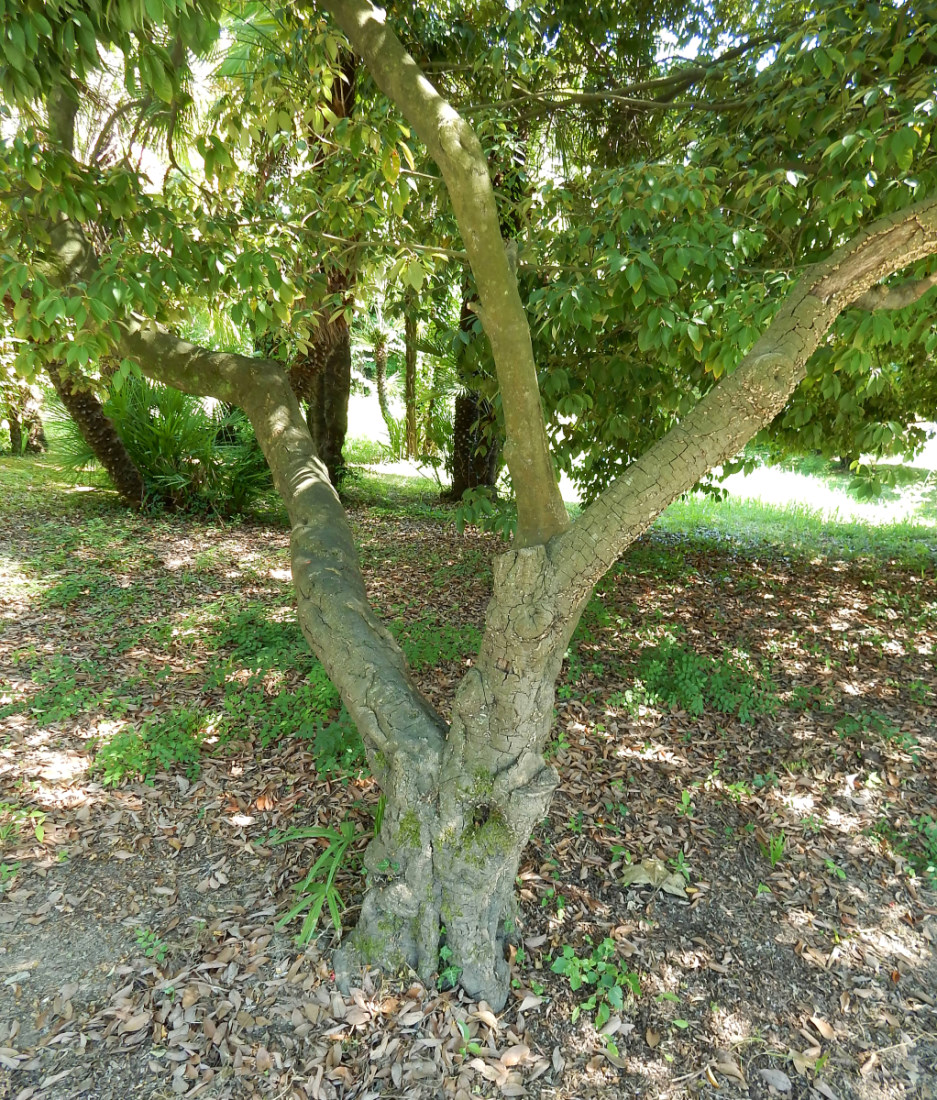 Image of Quercus glauca specimen.