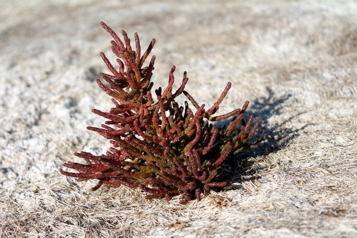 Image of Salicornia perennans specimen.