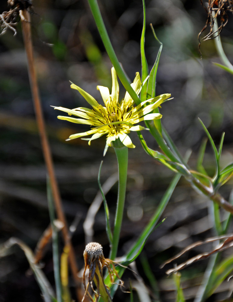 Изображение особи род Tragopogon.