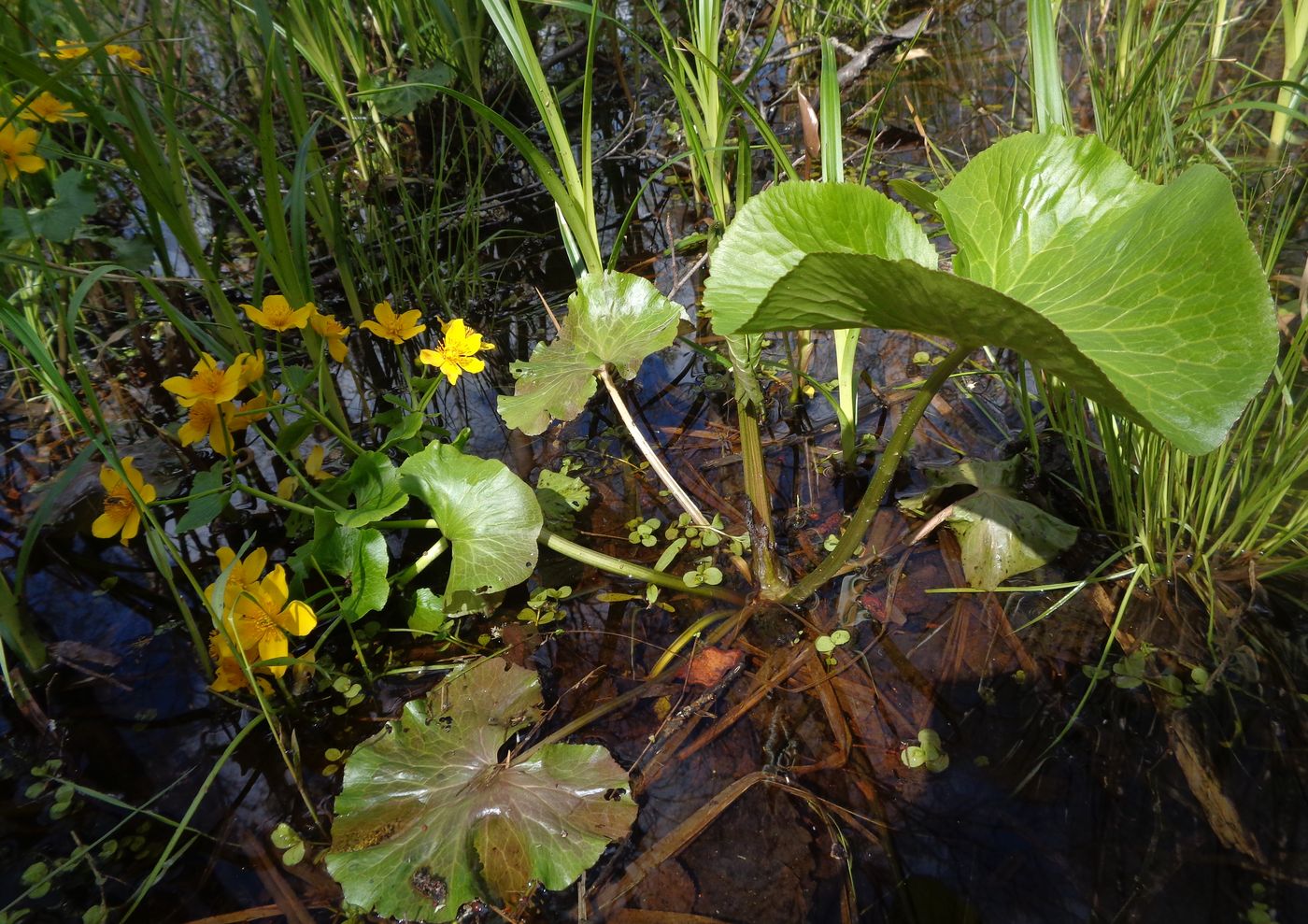 Изображение особи Caltha palustris.