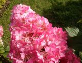 Hydrangea paniculata. Отцветшее соцветие. Тверская обл., г. Тверь, городской сад, в культуре. 22 сентября 2020 г.