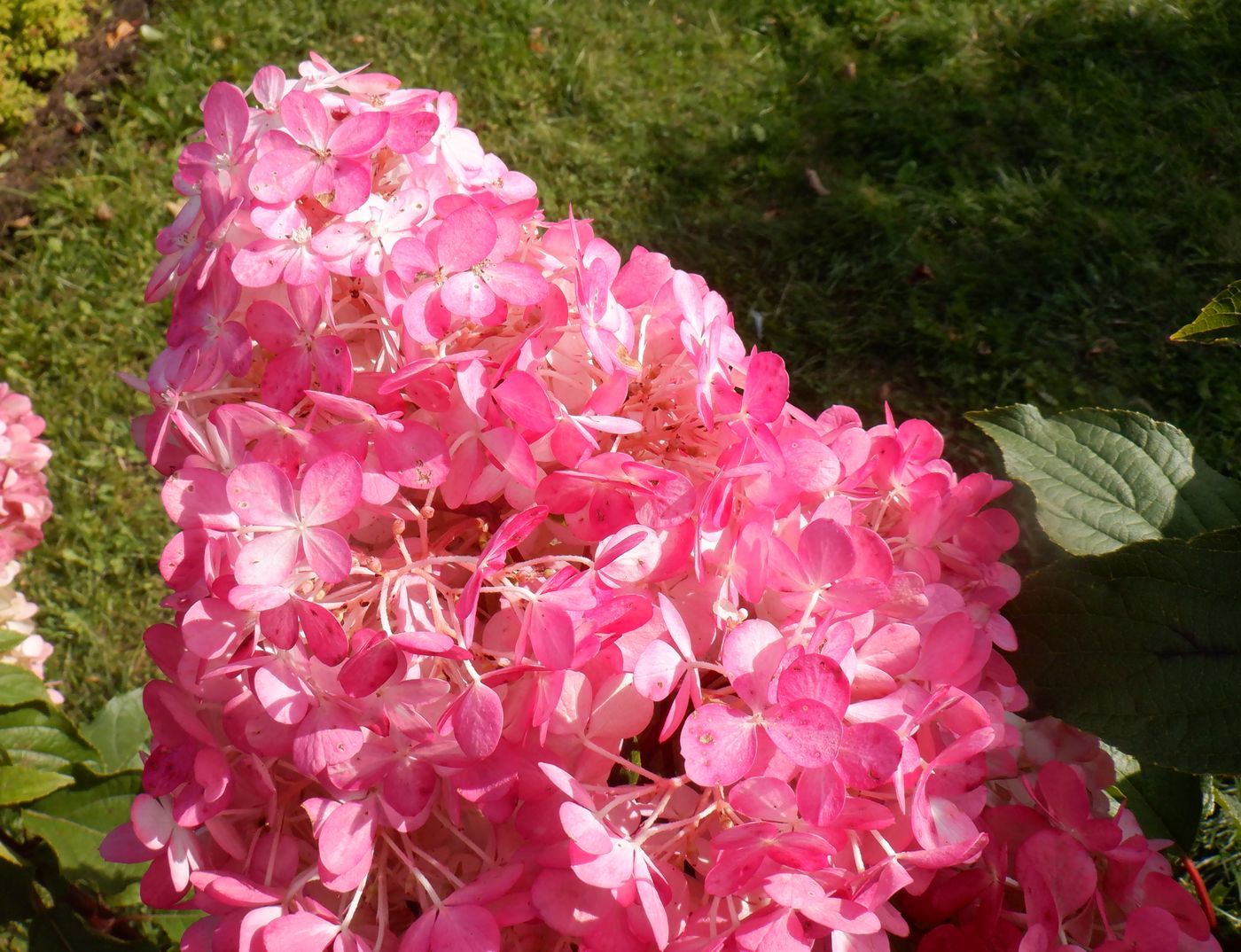 Изображение особи Hydrangea paniculata.