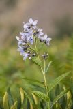 Gadellia lactiflora. Верхушка цветущего растения. Краснодарский край, Адлерский р-н, окр. с. Эстосадок, северный склон хр. Аибга, выс. ≈ 2100 м н.у.м., субальпийский луг. 11.08.2020.