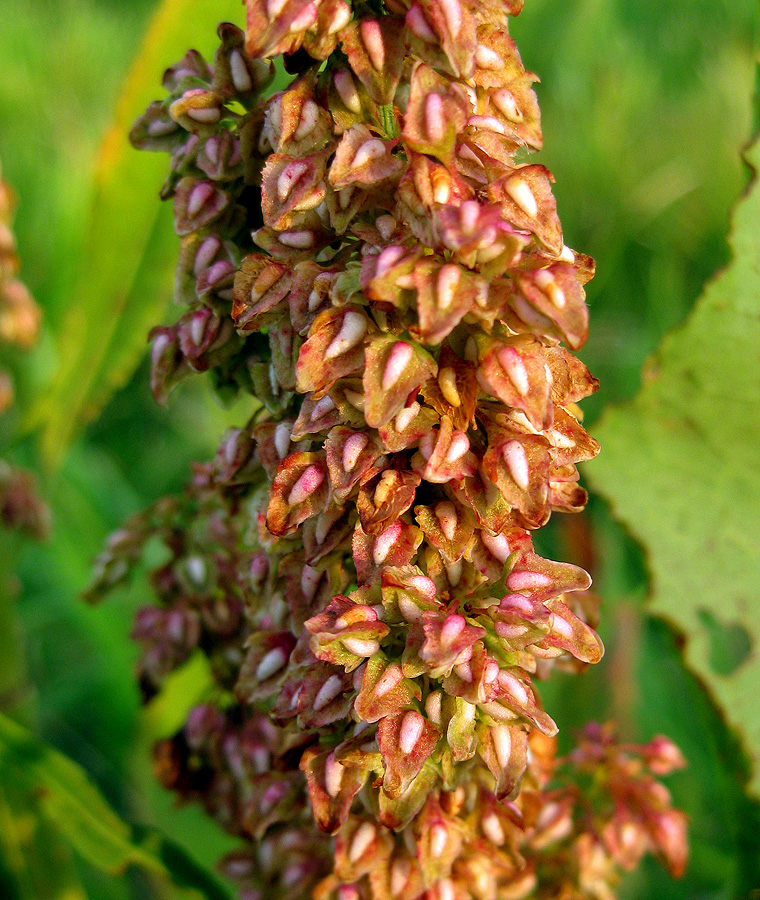 Image of Rumex hydrolapathum specimen.