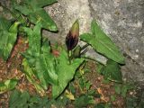 Arum dioscoridis. Цветущее растение. Греция, о. Родос, долина Петалудес (Долина бабочек), широколиственный ликвидамбаровый лес. 6 мая 2011 г.