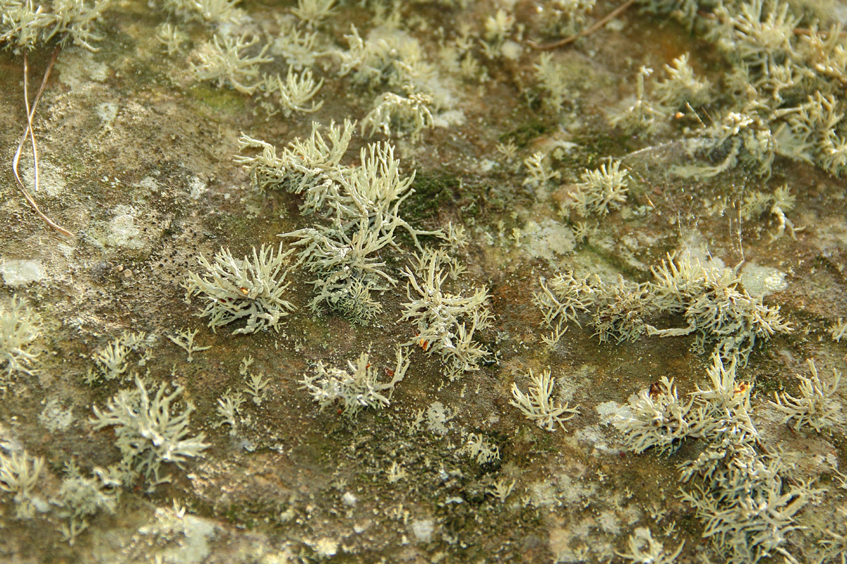Image of Roccella phycopsis specimen.