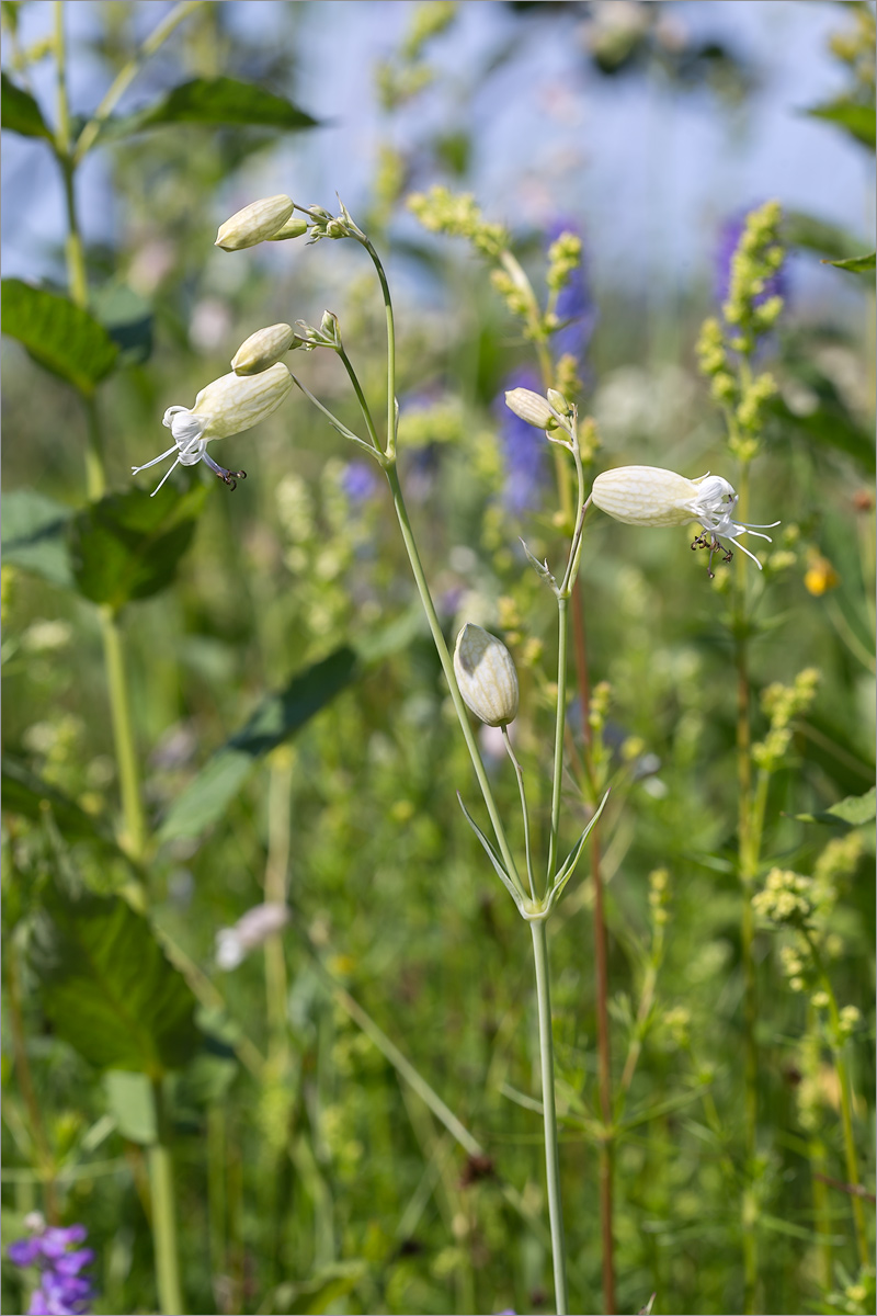 Изображение особи Oberna littoralis.