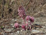 Petasites hybridus