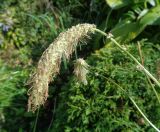 genus Sanguisorba