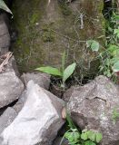 Canna paniculata