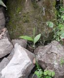 Canna paniculata. Молодое растение. Перу, регион Куско, провинция Урубамба, окр. г. Machu Picchu, обочина дороги к археологическому комплексу, подножие склона юго-восточной экспозиции. 17.10.2019.