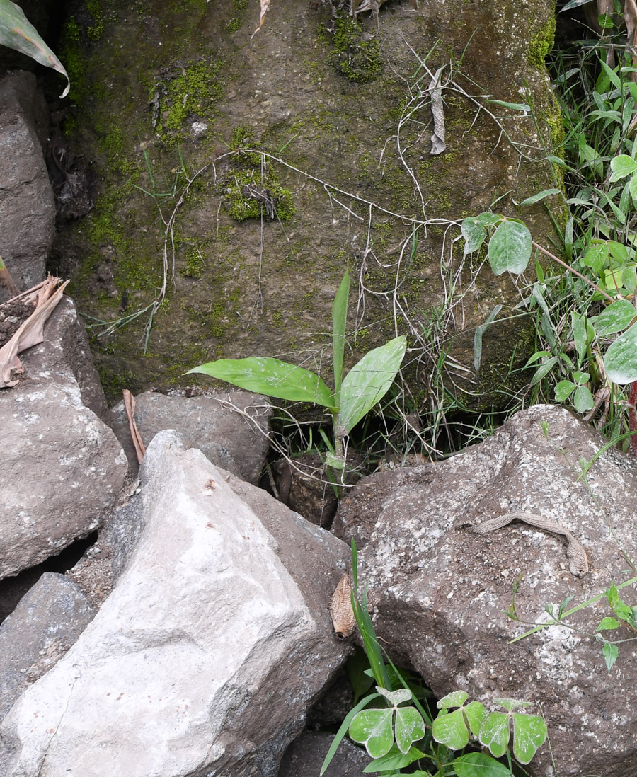 Изображение особи Canna paniculata.