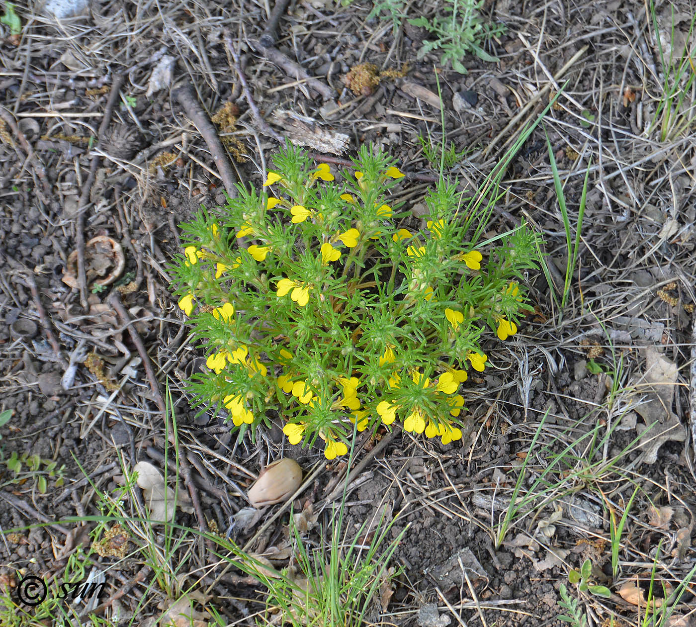 Image of Ajuga chia specimen.