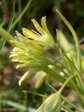 Gagea lutea