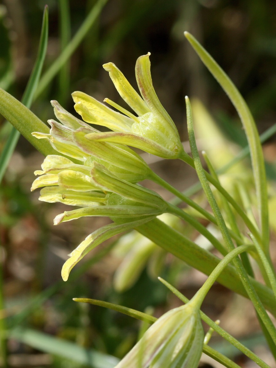 Изображение особи Gagea lutea.