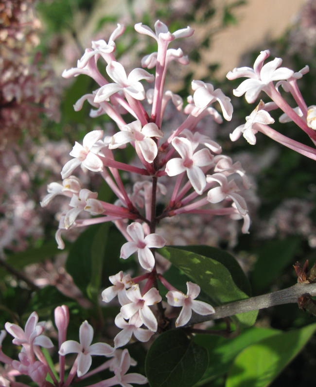 Изображение особи Syringa microphylla.